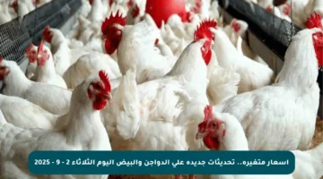 أسعار متغيرة.. تحديثات جديدة على الدواجن والبيض اليوم الثلاثاء 2 – 9 – 2025